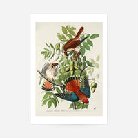 American Sparrow Hawk Vintage Bird Print
