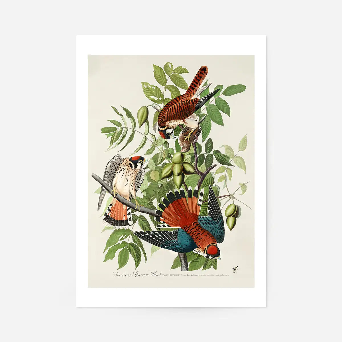 American Sparrow Hawk Vintage Bird Print