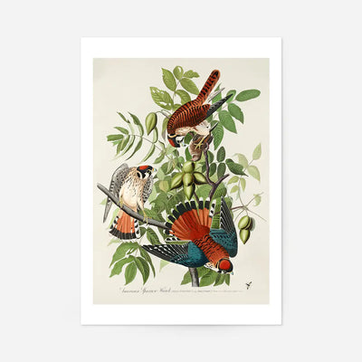 American Sparrow Hawk Vintage Bird Print