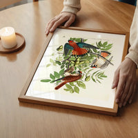American Sparrow Hawk Vintage Bird Print