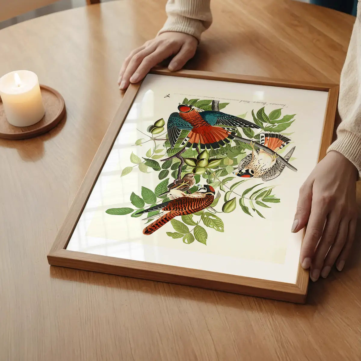 American Sparrow Hawk Vintage Bird Print