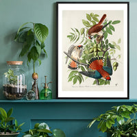 American Sparrow Hawk Vintage Bird Print