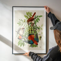 American Sparrow Hawk Vintage Bird Print