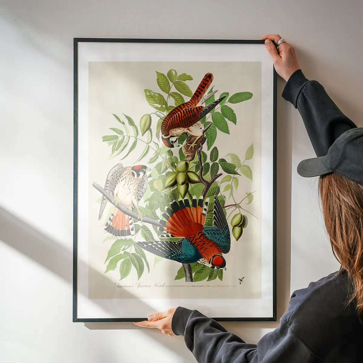 American Sparrow Hawk Vintage Bird Print