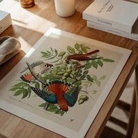 American Sparrow Hawk Vintage Bird Print