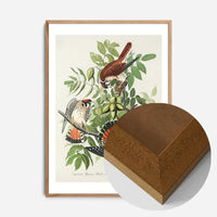 American Sparrow Hawk Vintage Bird Print
