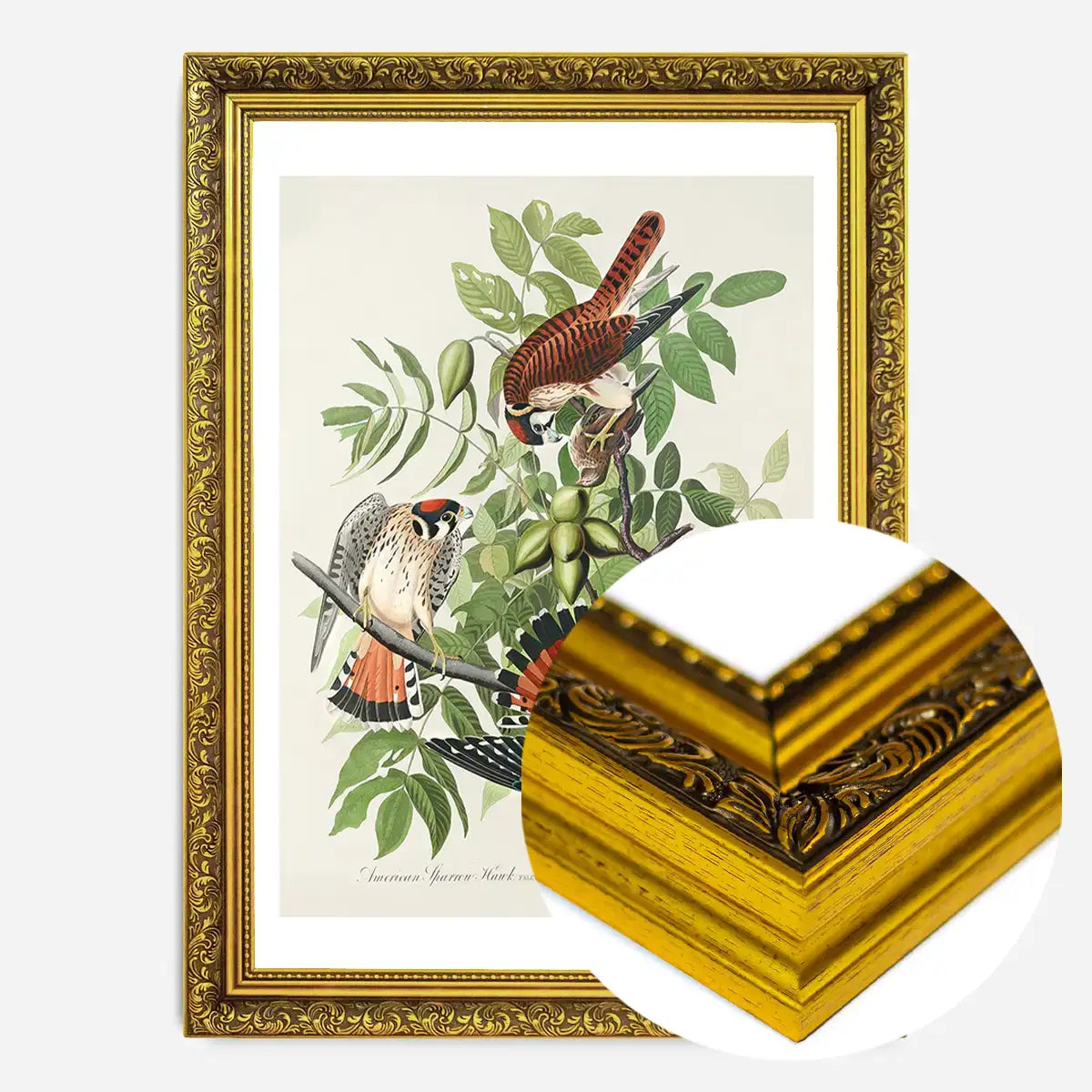 American Sparrow Hawk Vintage Bird Print