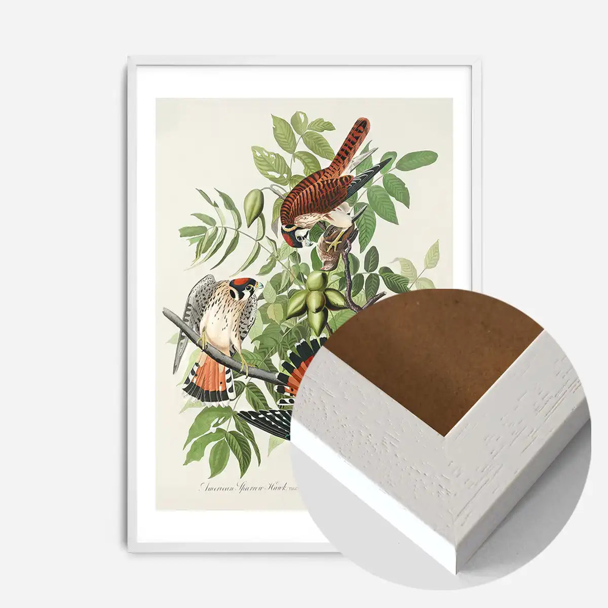 American Sparrow Hawk Vintage Bird Print