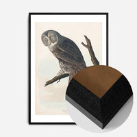 Great Owl Vintage Bird Print