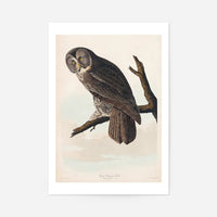 Great Owl Vintage Bird Print
