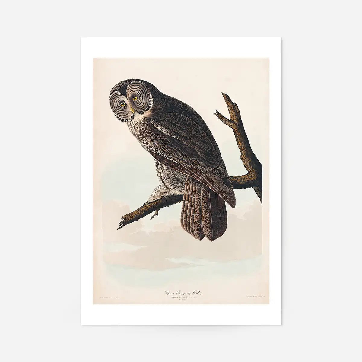 Great Owl Vintage Bird Print