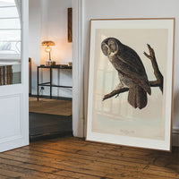 Great Owl Vintage Bird Print