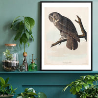 Great Owl Vintage Bird Print