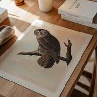 Great Owl Vintage Bird Print