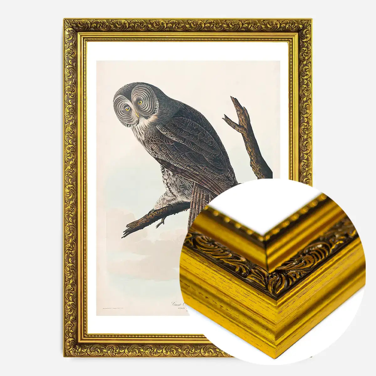 Great Owl Vintage Bird Print