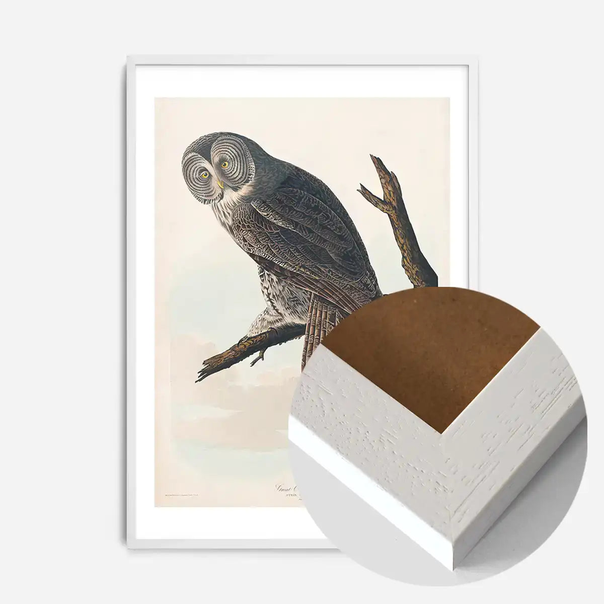 Great Owl Vintage Bird Print