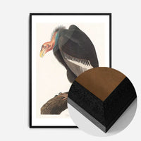Vulture Vintage Bird Print