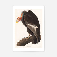 Vulture Vintage Bird Print