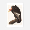 Vulture Vintage Bird Print