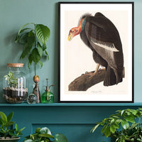 Vulture Vintage Bird Print