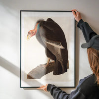 Vulture Vintage Bird Print