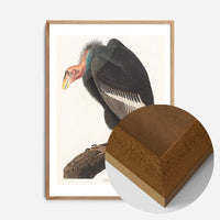 Vulture Vintage Bird Print
