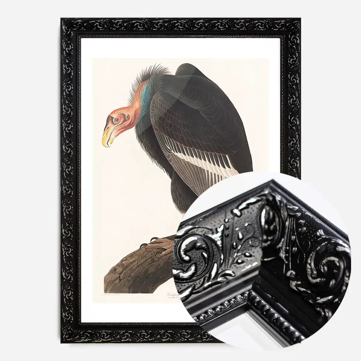 Vulture Vintage Bird Print