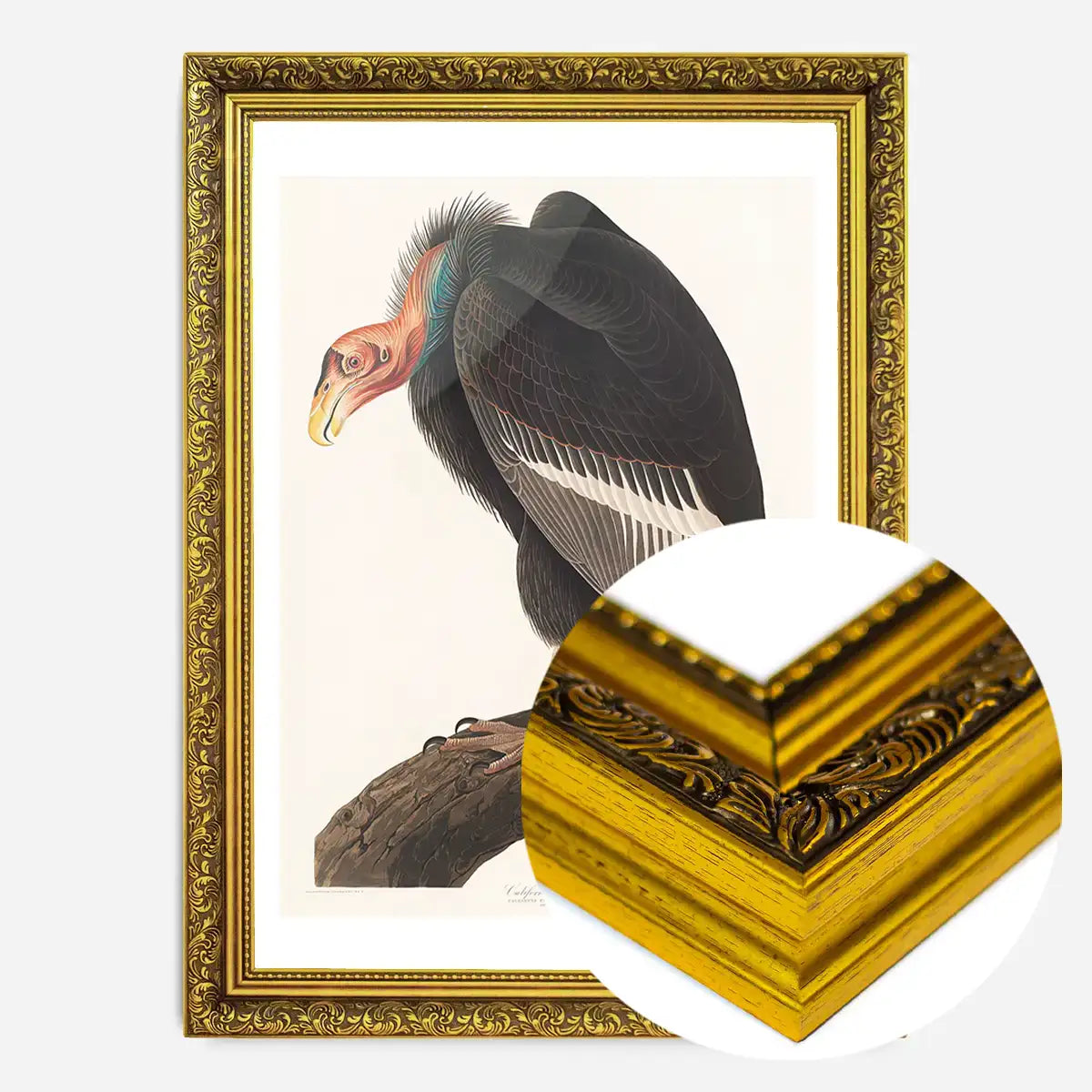 Vulture Vintage Bird Print