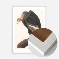 Vulture Vintage Bird Print