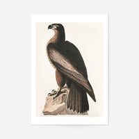 Sea Eagle Vintage Bird Print
