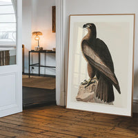 Sea Eagle Vintage Bird Print