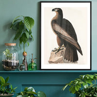 Sea Eagle Vintage Bird Print