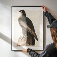 Sea Eagle Vintage Bird Print