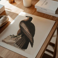 Sea Eagle Vintage Bird Print