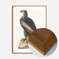 Sea Eagle Vintage Bird Print