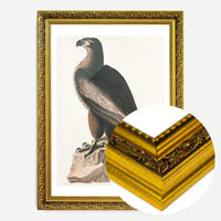 Sea Eagle Vintage Bird Print