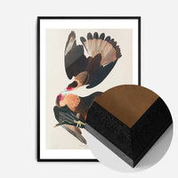 Brazilian Eagle Vintage Bird Print