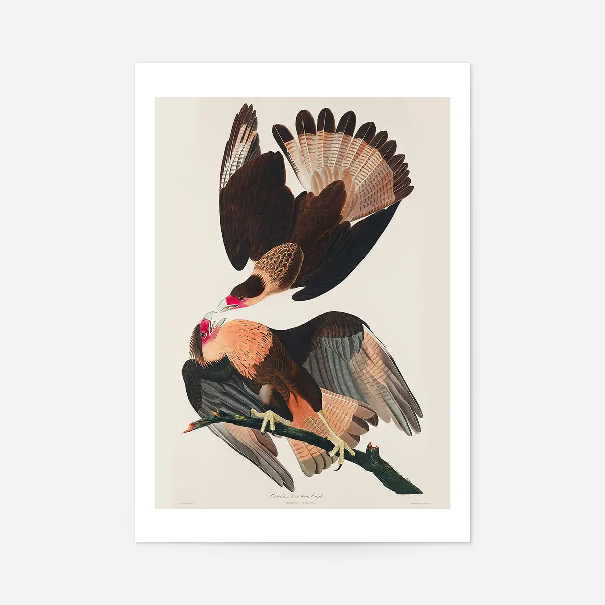 Brazilian Eagle Vintage Bird Print