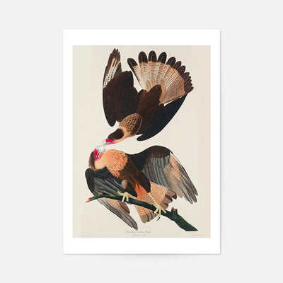 Brazilian Eagle Vintage Bird Print
