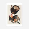 Brazilian Eagle Vintage Bird Print