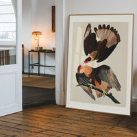 Brazilian Eagle Vintage Bird Print