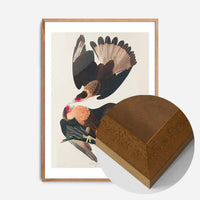 Brazilian Eagle Vintage Bird Print