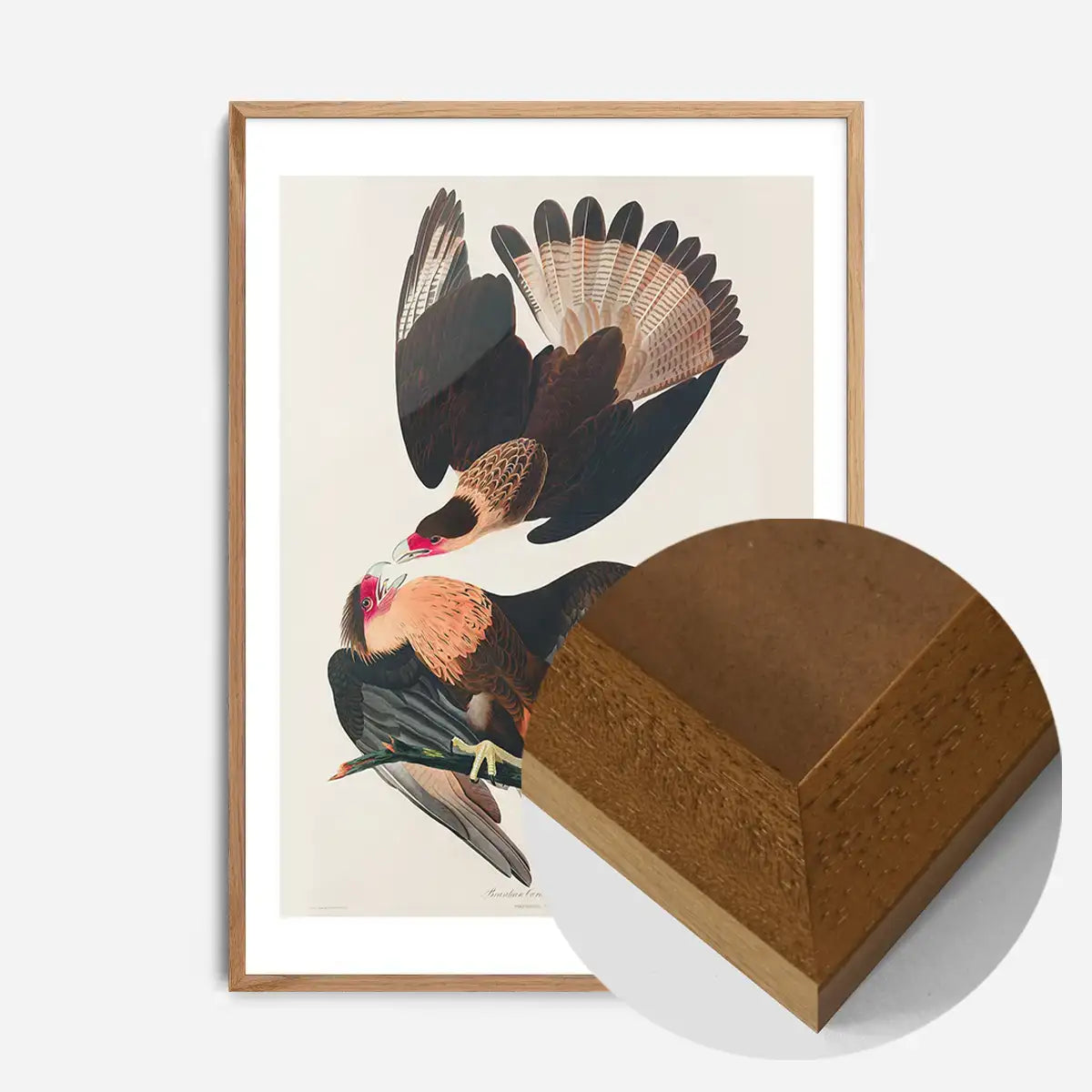 Brazilian Eagle Vintage Bird Print