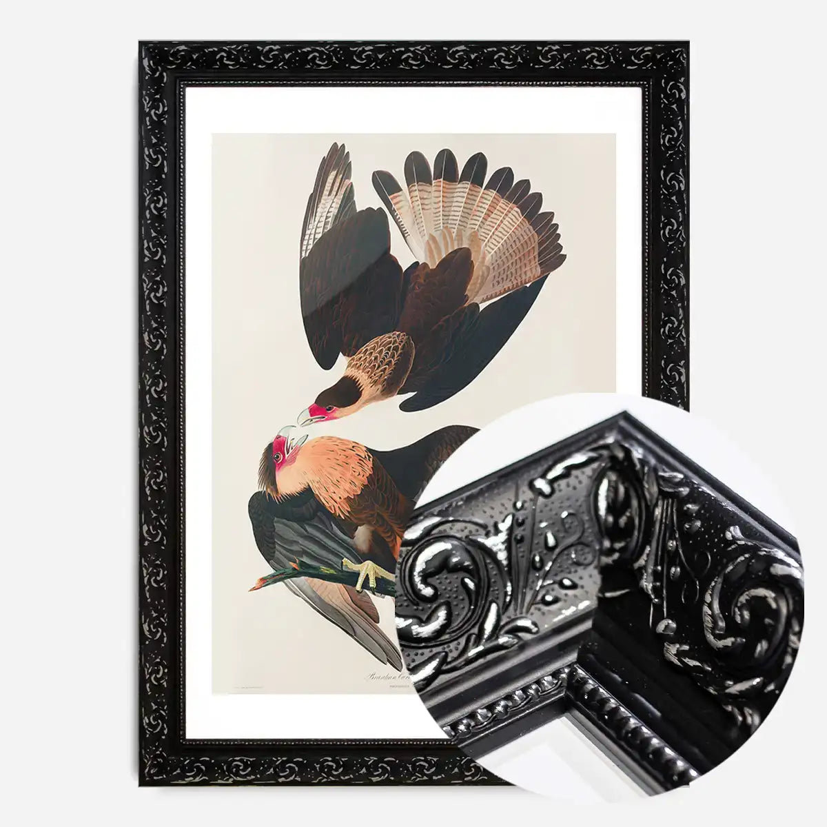 Brazilian Eagle Vintage Bird Print