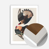 Brazilian Eagle Vintage Bird Print