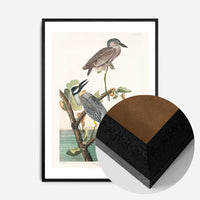 Yellow Crowned Heron Vintage Bird Print