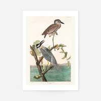 Yellow Crowned Heron Vintage Bird Print