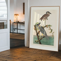 Yellow Crowned Heron Vintage Bird Print
