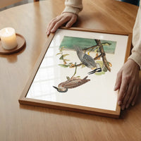 Yellow Crowned Heron Vintage Bird Print