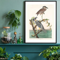 Yellow Crowned Heron Vintage Bird Print